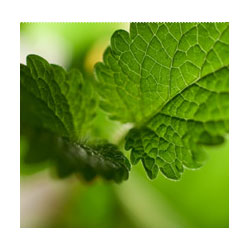 Helfe Melissenölbad 200 ml - 200ml