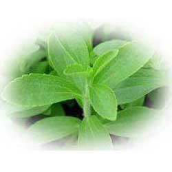 NPD Stevia Extrakt Pulver 50 g - 50g