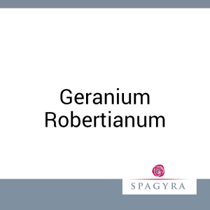 Geranium Robertianum Spagyra Urtinktur 10 ml - 10ml