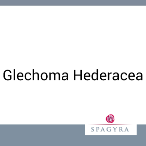 Glechoma Hederacea Spagyra Urtinktur 50 ml - 50ml
