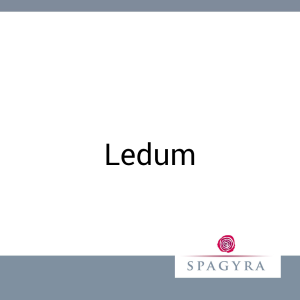 Ledum Spagyra 20 ml D 1 Urtinktur - 20ml
