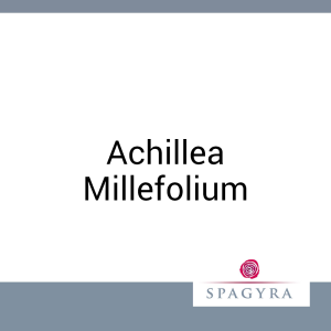 Achillea Millefolium Spagyra 50 ml Urtinktur - 50ml