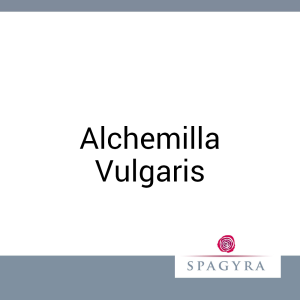 Alchemilla Vulgaris Spagyra 10 ml Urtinktur - 10ml