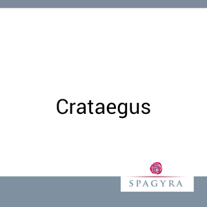 Crataegus Spagyra 20 ml Urtinktur - 20ml