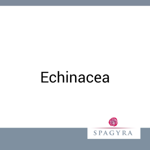 Echinacea Spagyra 50 ml Urtinktur Salbe - 50ml