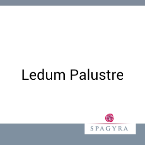 Ledum Palustre Spagyra 10 ml D 1 Urtinktur - 10ml