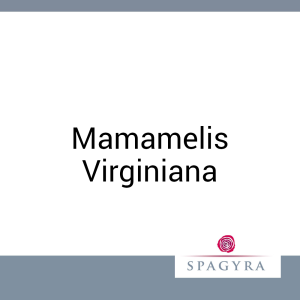 Mamamelis Virginiana Spagyra 10 ml Urtinktur - 10ml