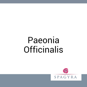 Paeonia Officinalis Spagyra Urtinktur 10 ml - 10ml