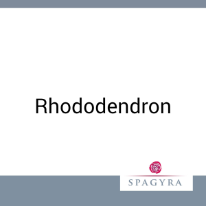 Rhododendron Spagyra 50 ml D 2 Salbe - 50ml