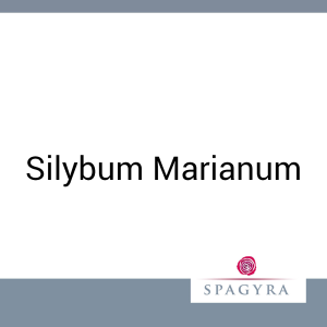 Silybum Marianum Spagyra 20 ml Urtinktur - 20ml