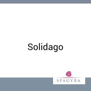 Solidago Spagyra 20 ml Urtinktur - 20ml