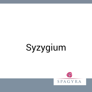 Syzygium Spagyra D 1 Urtinktur 10 ml - 10ml