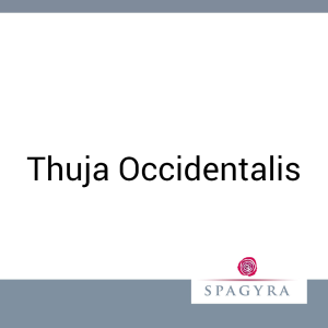 Thuja Occidentalis Spagyra 50 ml extern Tinktur - 50ml