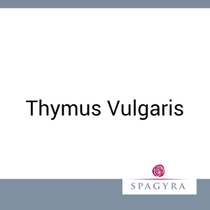 Thymus Vulgaris Spagyra Urtinktur 50 ml - 50ml